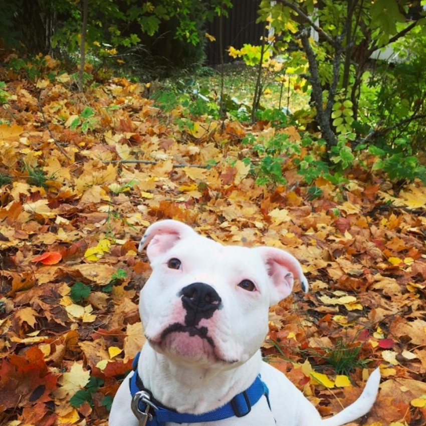puppy-dog-eyes5.jpg