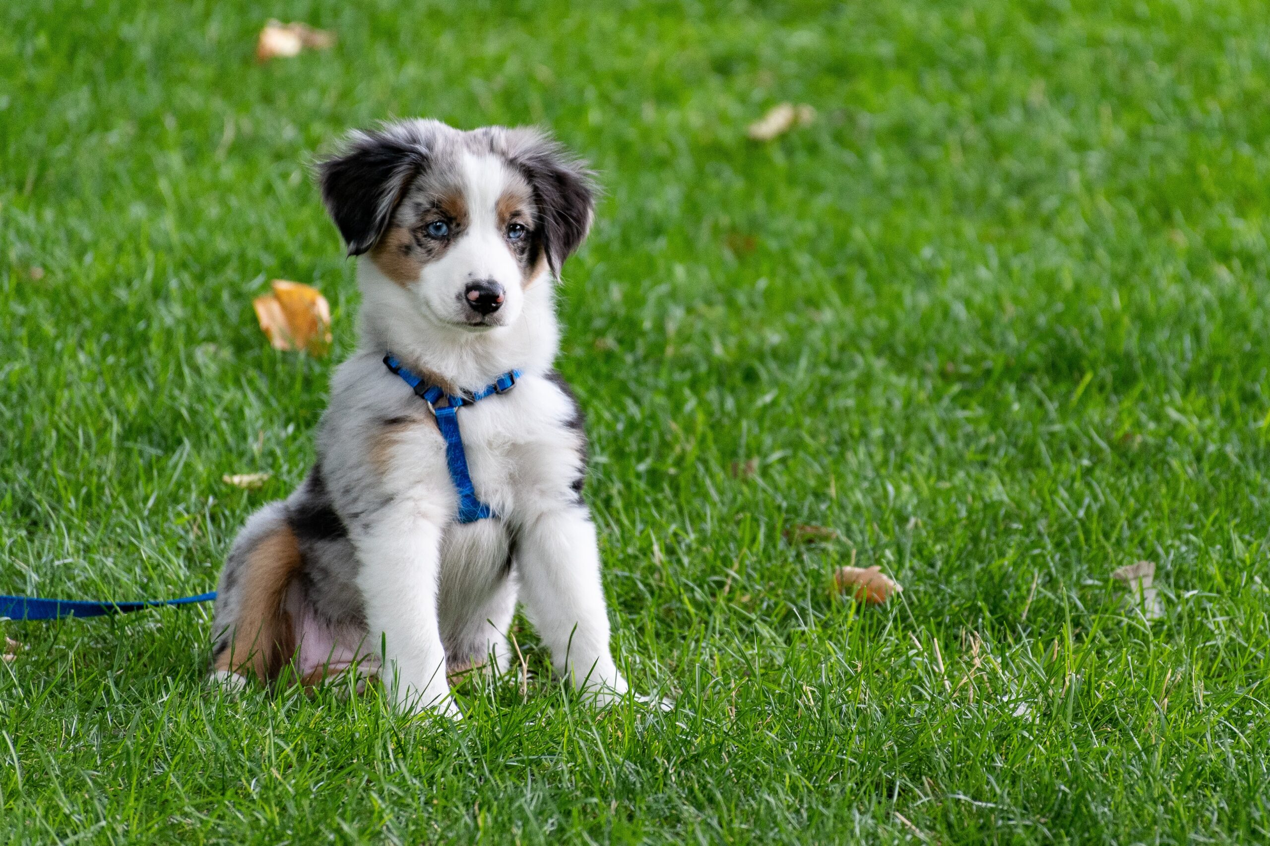 puppy-on-grass-field-1322182.jpg