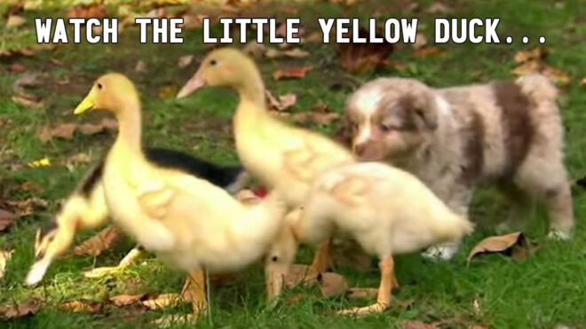 puppyducks c