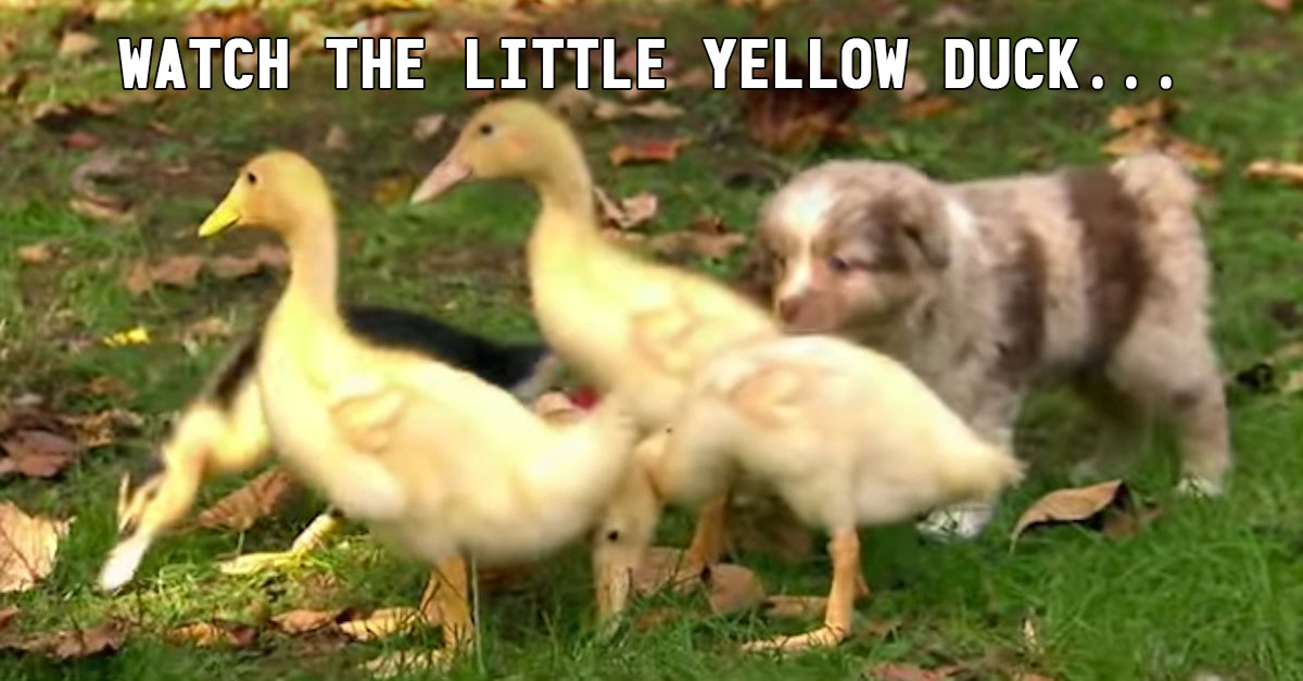 puppyducks c