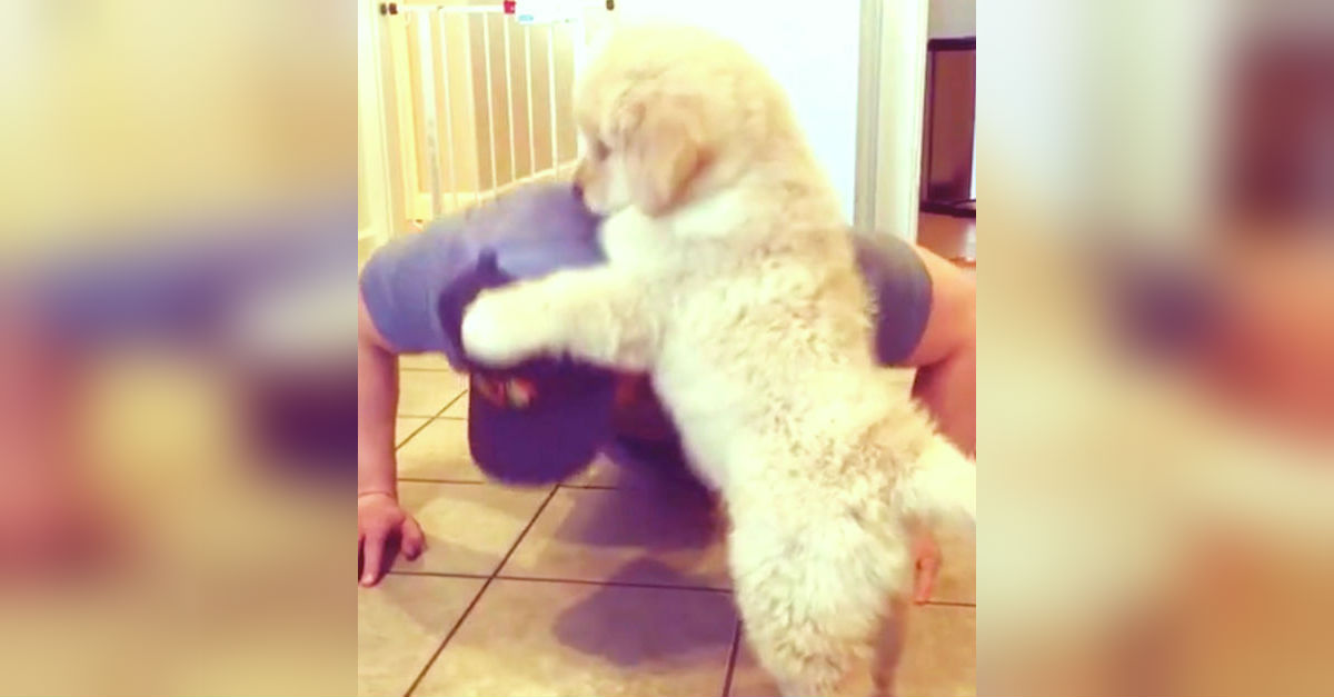 fluffy-puppy-does-push-ups