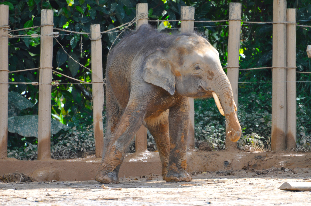 pygmy-elephant.jpg