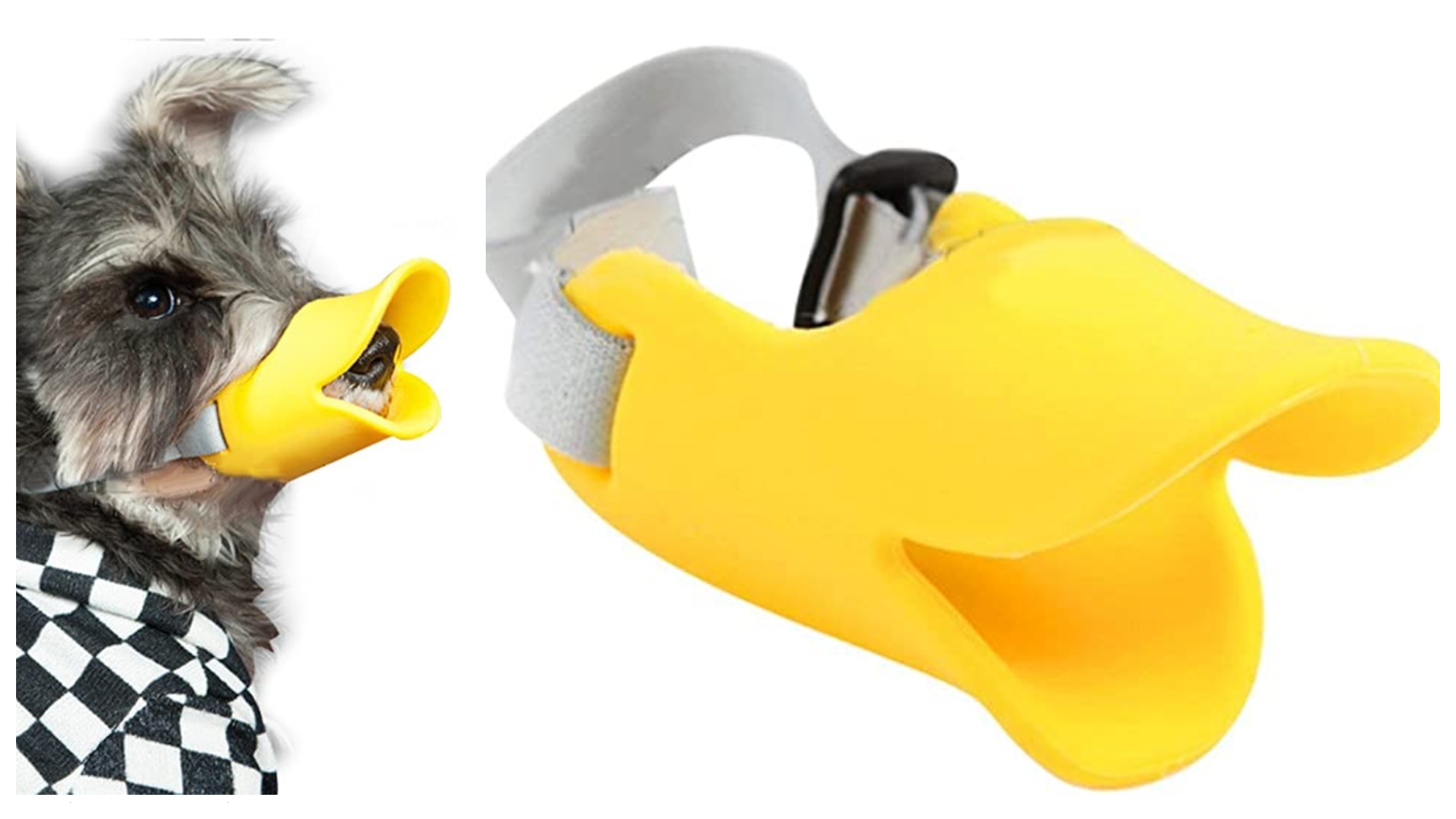 quack-muzzle.jpg