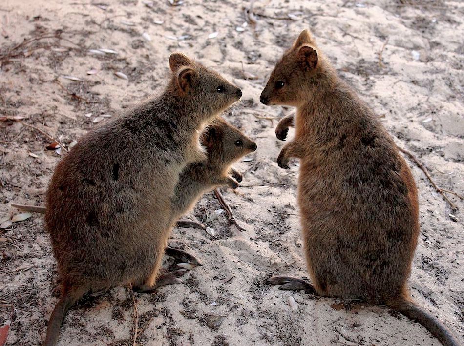 quokka-fam.jpg