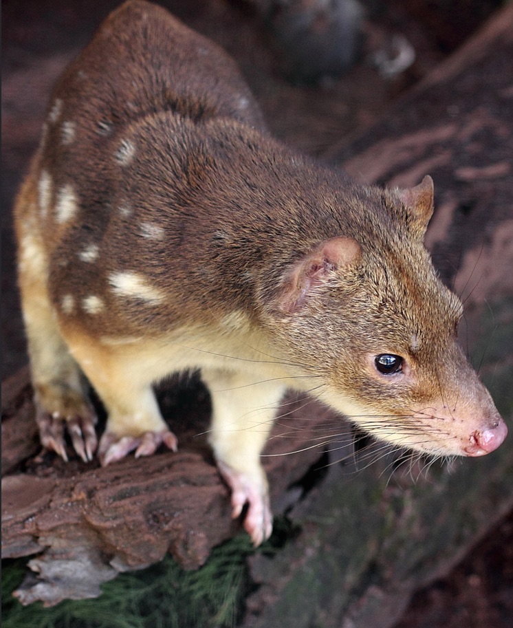 quolls-1.jpg
