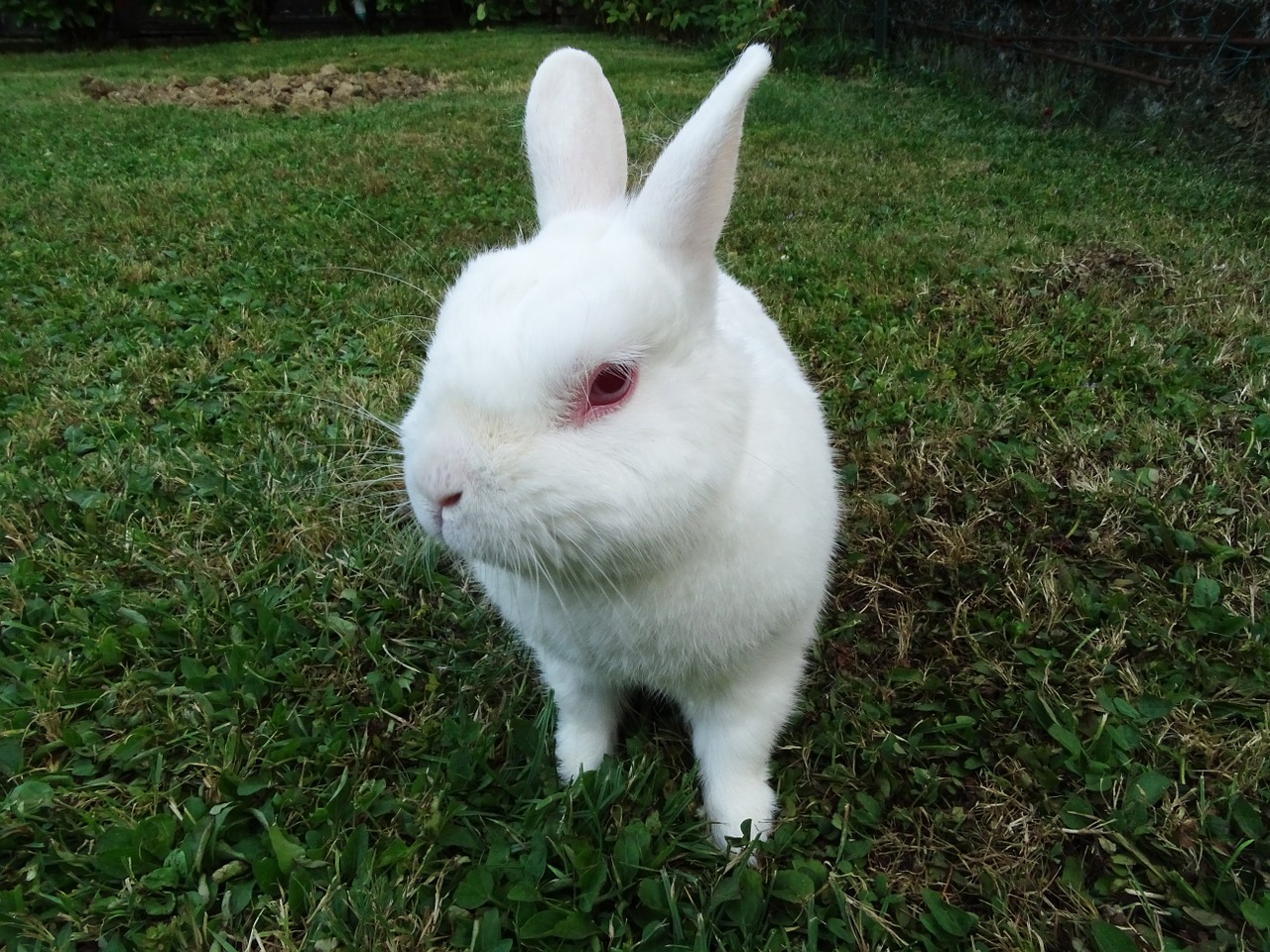 rabbit-1004453_1280.jpg