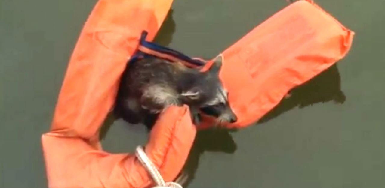 raccoon rescue 3x