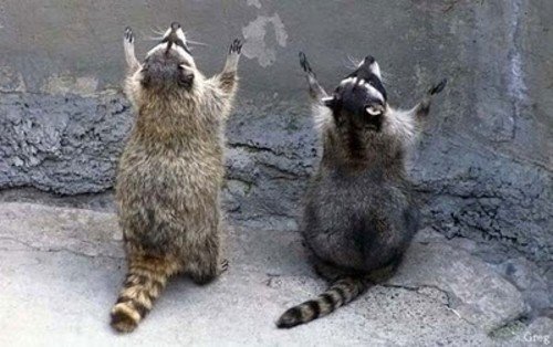 racoons-praying.jpg