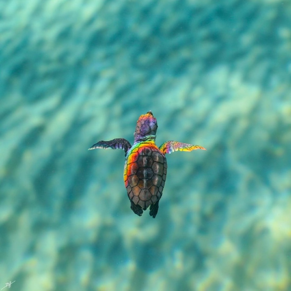 rainbow-8.jpg