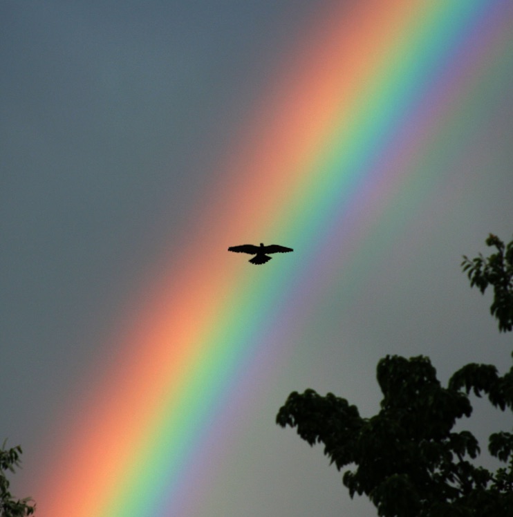 rainbow1-2.jpg