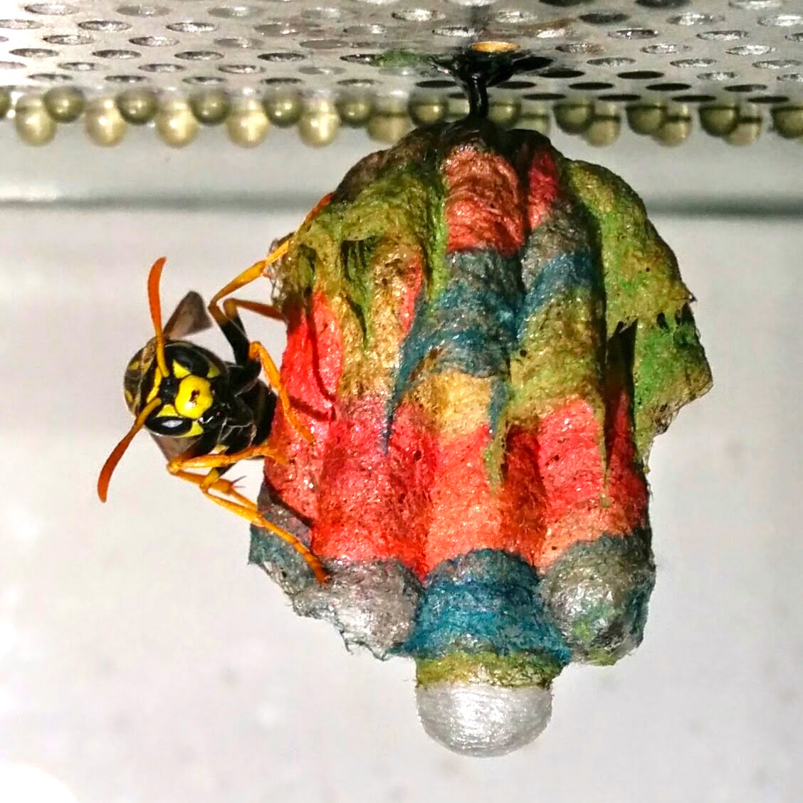 rainbowwasp_d.jpg