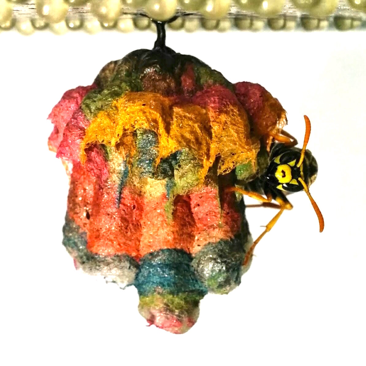 rainbowwasp_f.jpg