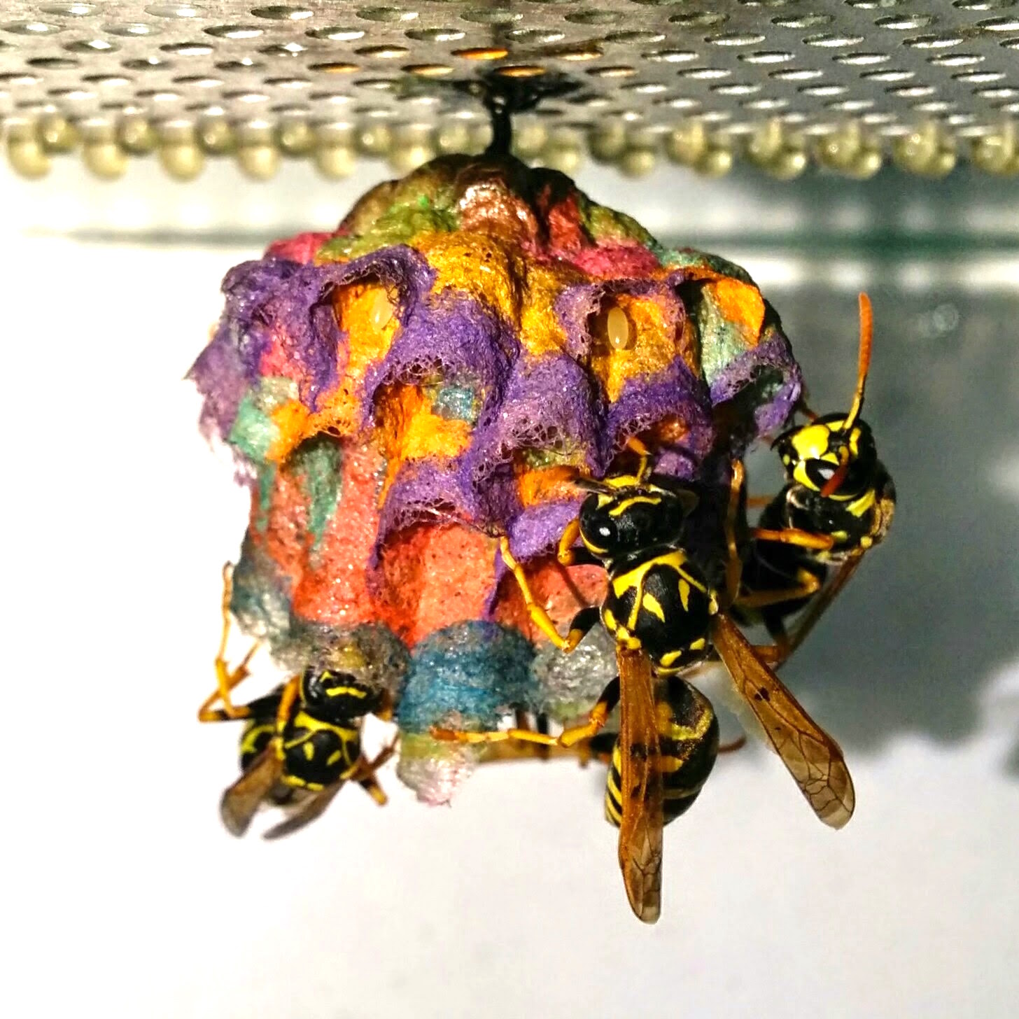 rainbowwasp_i.jpg