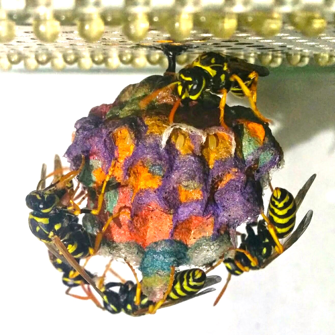 rainbowwasp_j.jpg