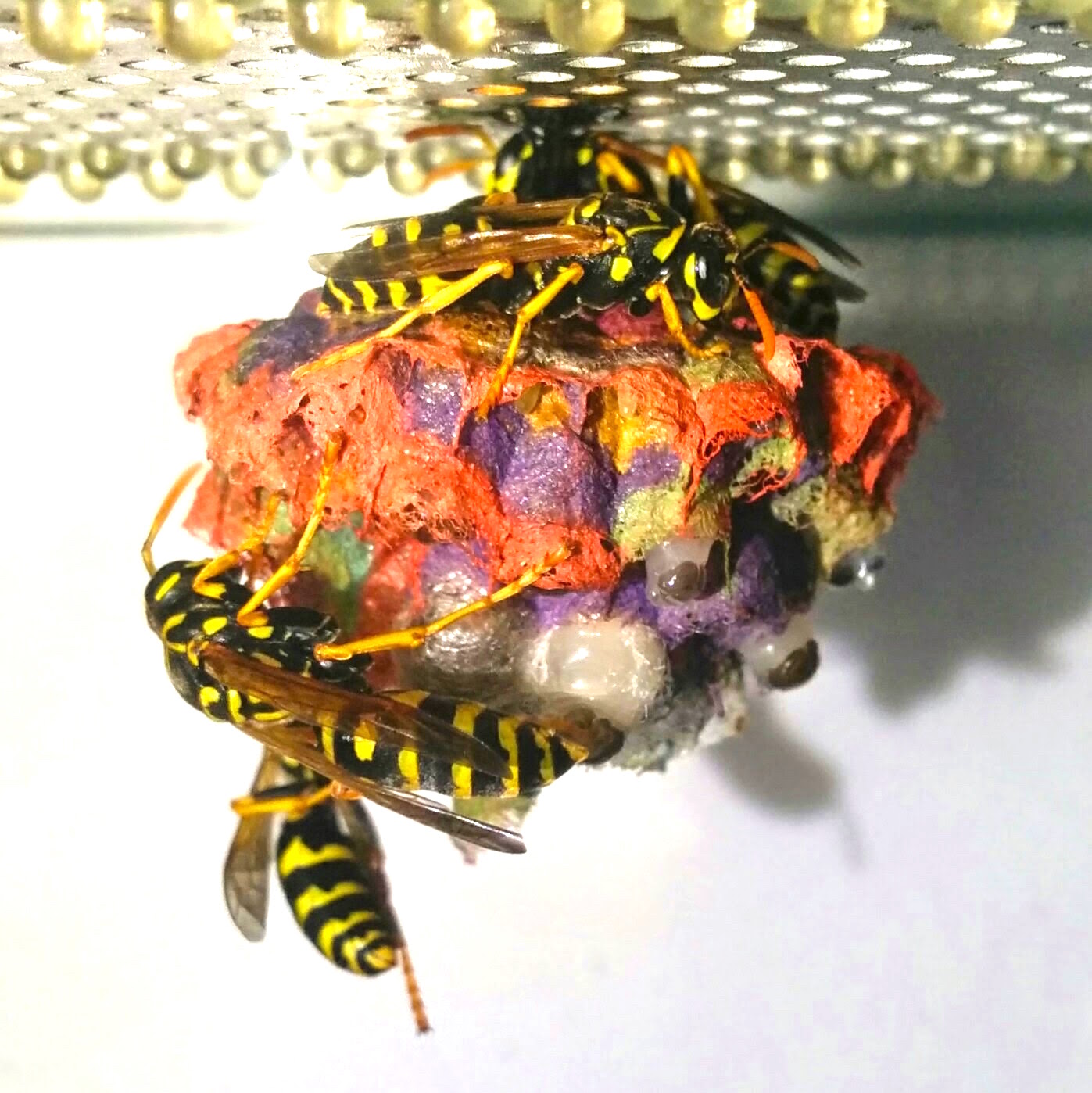 rainbowwasp_l.jpg