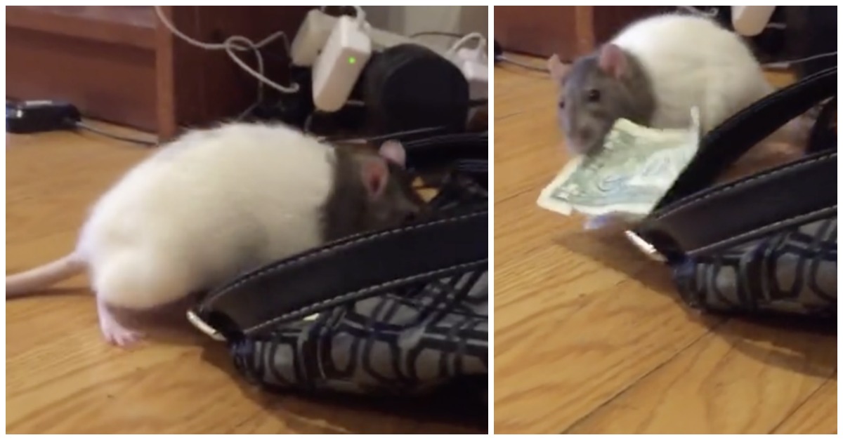 rat-steals-money