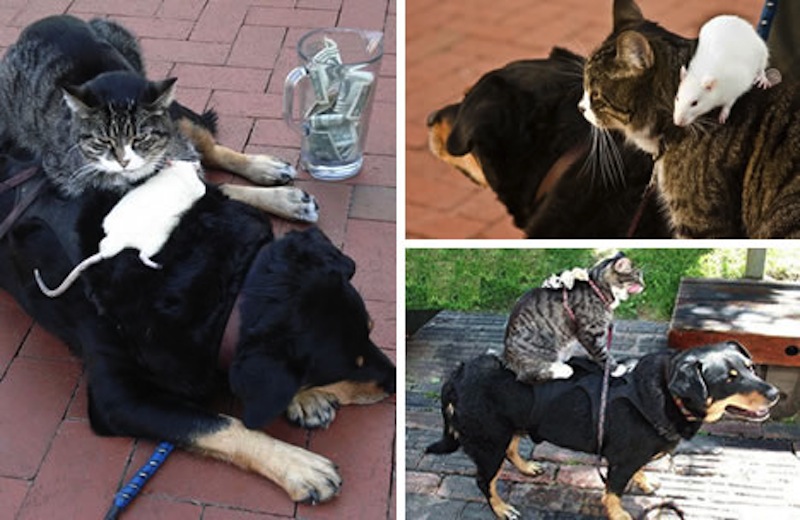 rat_cat_dog-1.jpg