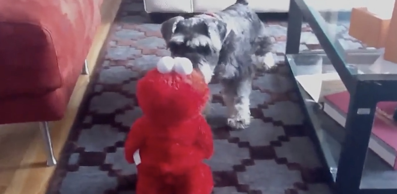 real elmo hp