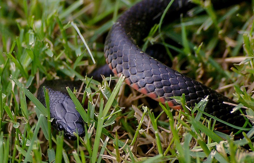 red-bellied-black-snake-644896_1280.jpg