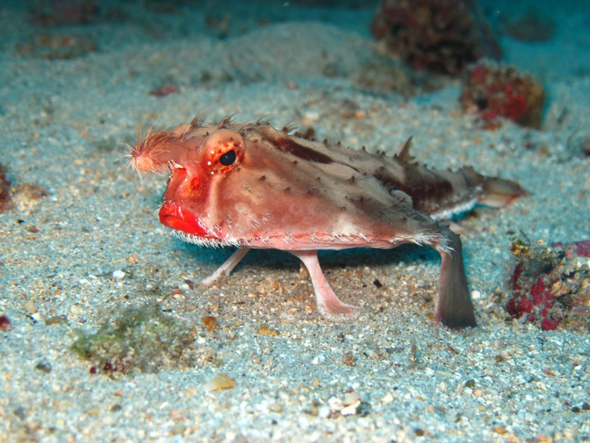 redlippedbatfish.png