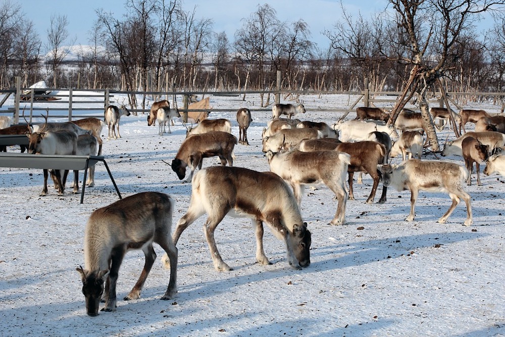 reindeer-2369365_960_720.jpg