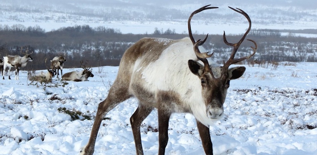 reindeer-2524815_960_720