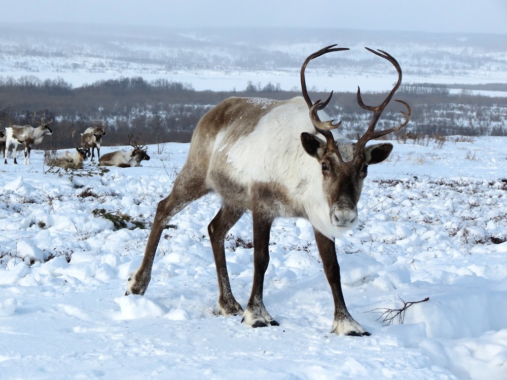 reindeer-2524815_960_720.jpg