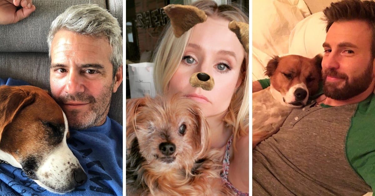 rescue-pets.jpg