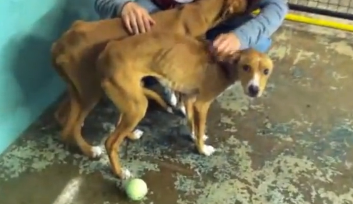 rescued-Dogs-3.jpg