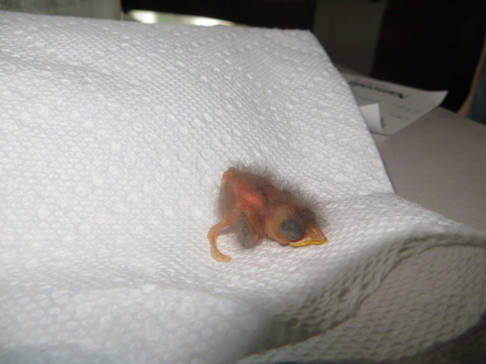 rescued_songbird_02.jpg