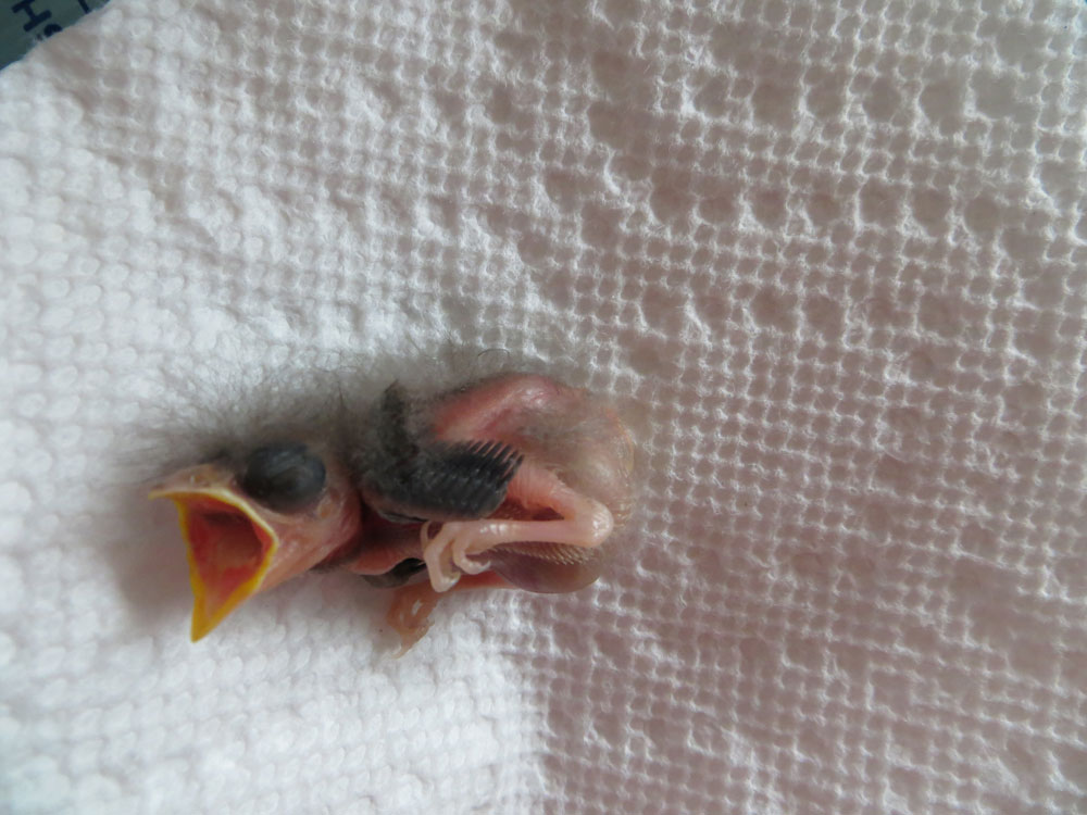 rescued_songbird_04.jpg