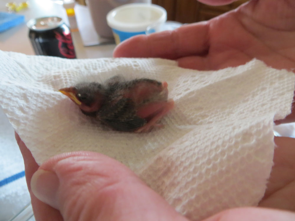 rescued_songbird_05.jpg
