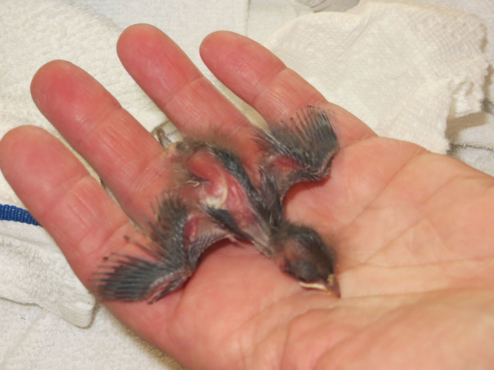 rescued_songbird_06.jpg