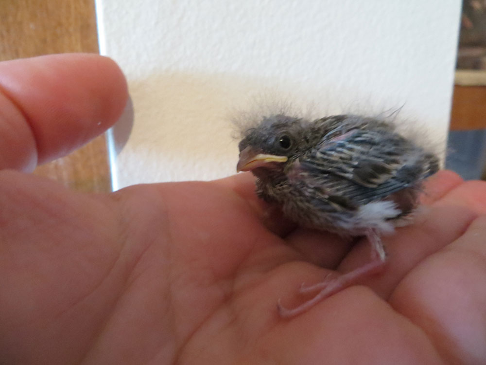 rescued_songbird_07.jpg