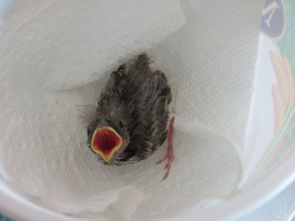 rescued_songbird_08.jpg