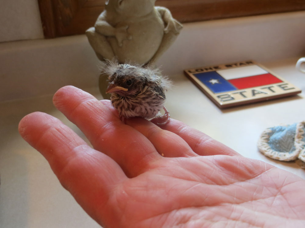 rescued_songbird_09.jpg