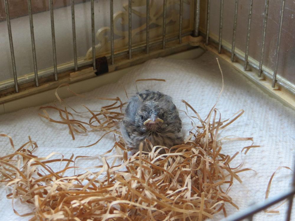 rescued_songbird_10.jpg