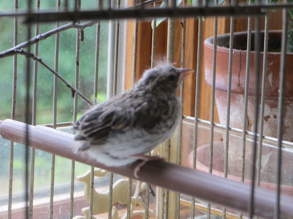 rescued_songbird_11.jpg