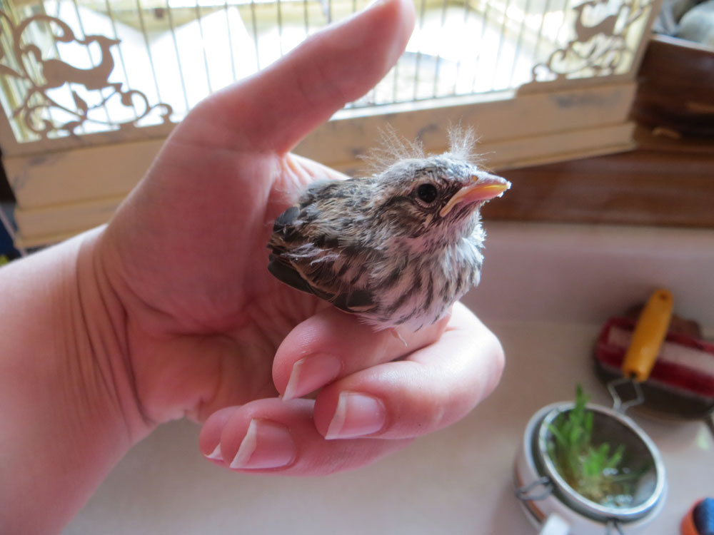 rescued_songbird_12.jpg