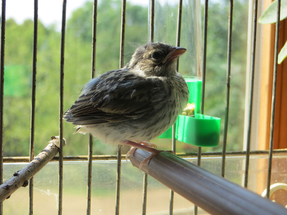 rescued_songbird_13.jpg