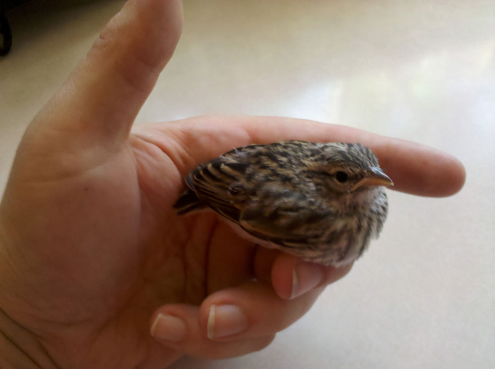 rescued_songbird_14.jpg