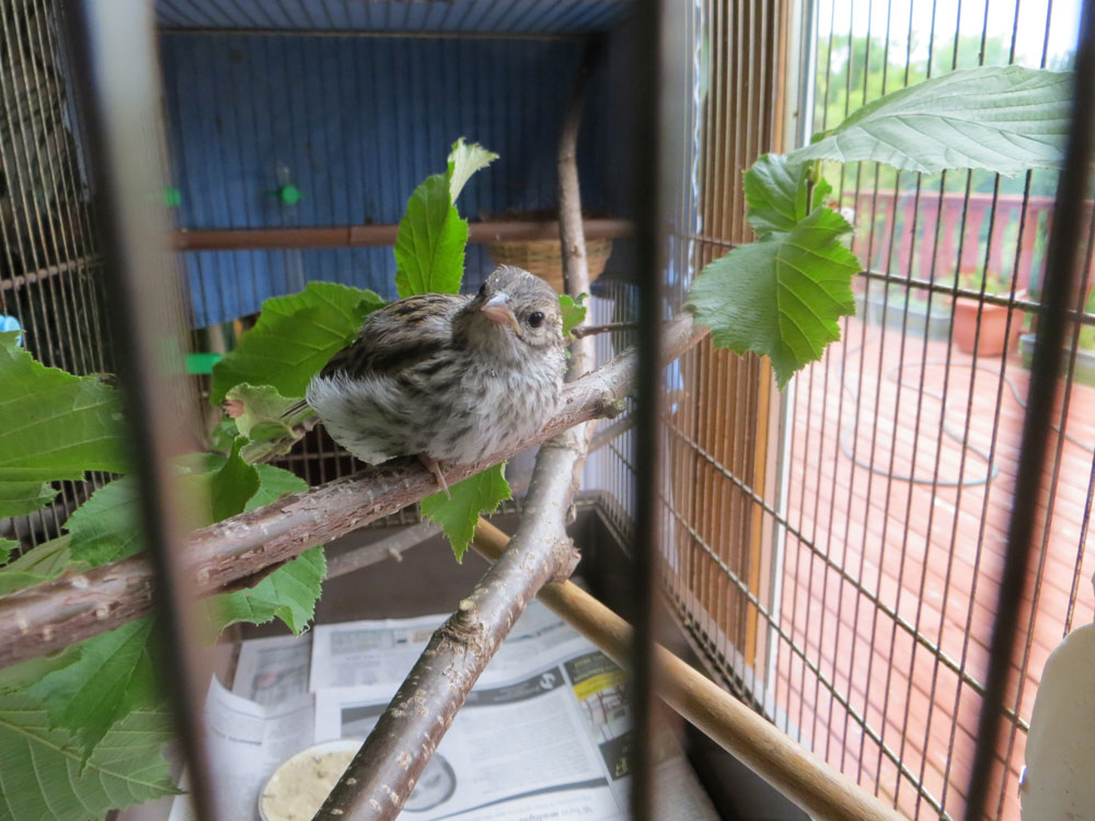 rescued_songbird_15.jpg