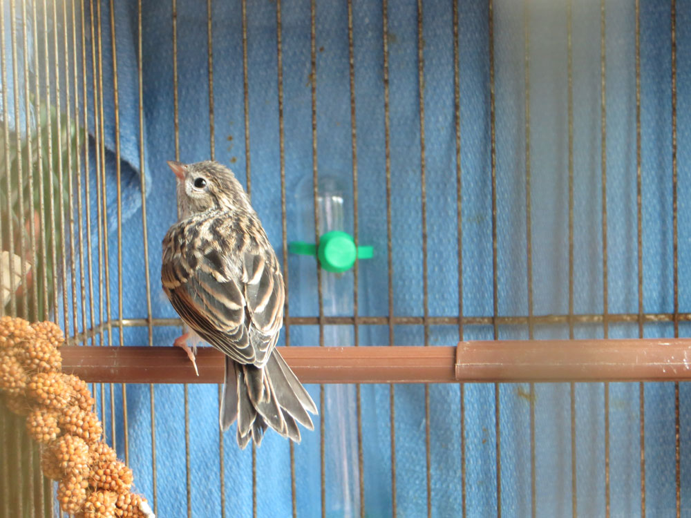 rescued_songbird_17.jpg