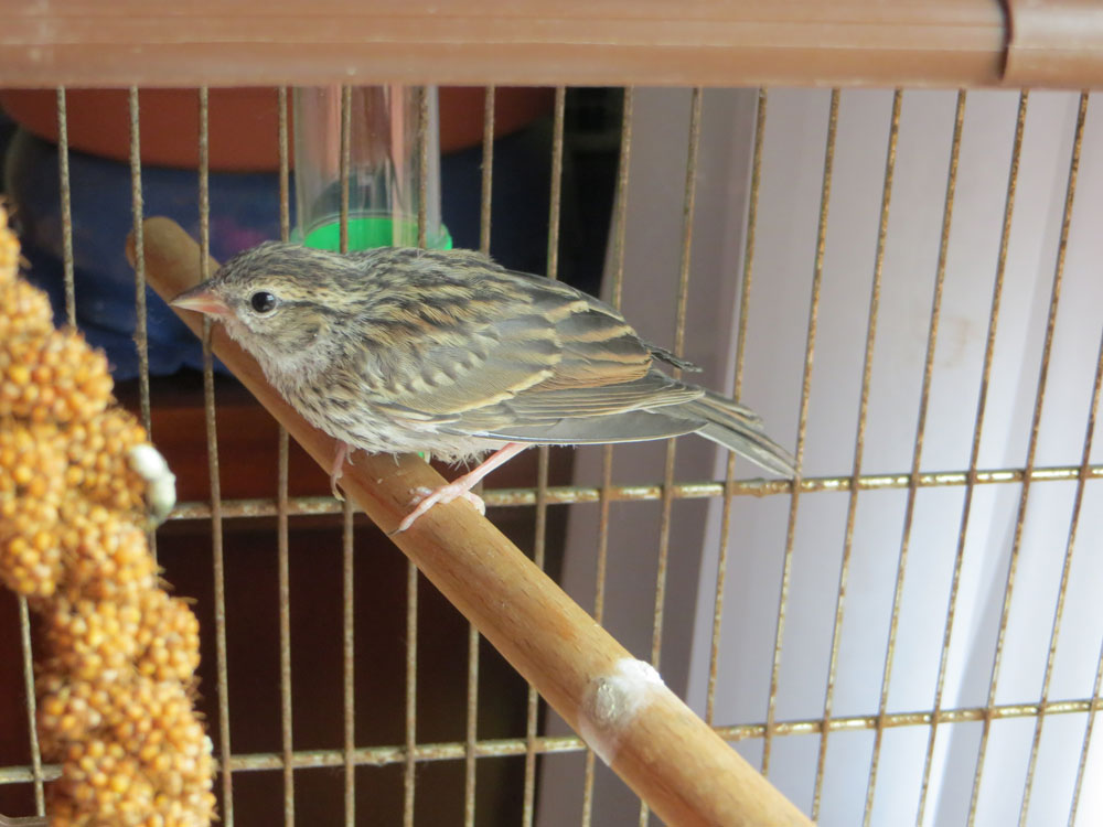 rescued_songbird_181.jpg