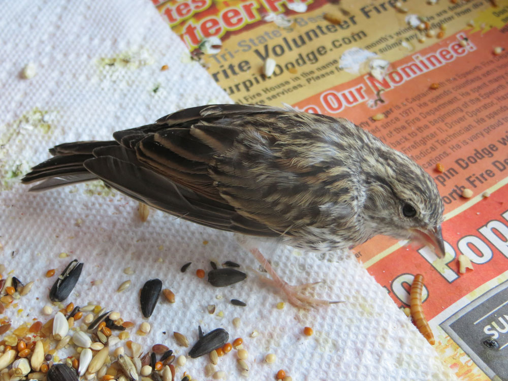 rescued_songbird_19.jpg