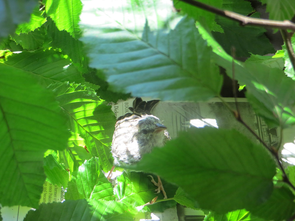 rescued_songbird_20.jpg