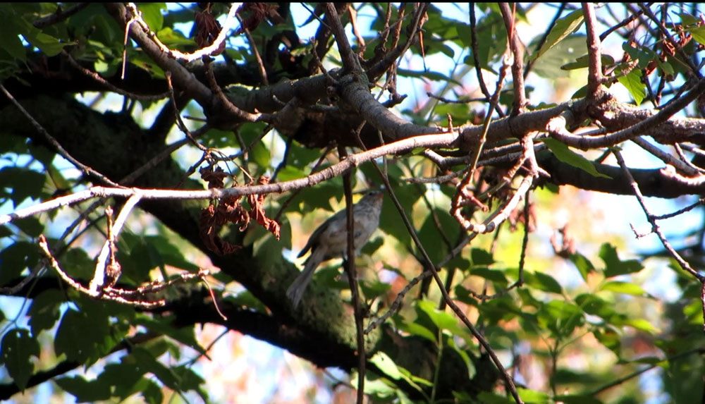 rescued_songbird_23.jpg