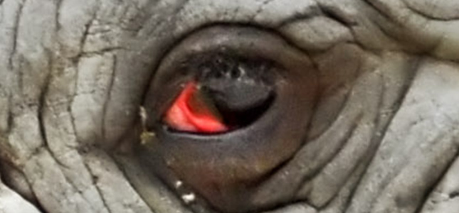 rhino-eyes1.jpg