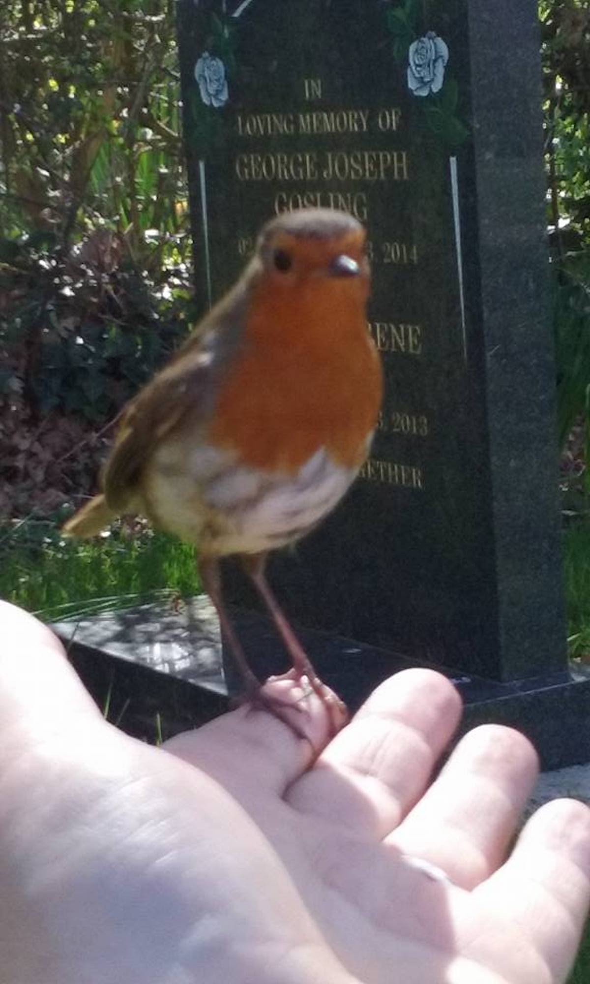 robin-sign-from-heaven-4.jpg