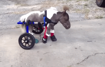 roo.gif